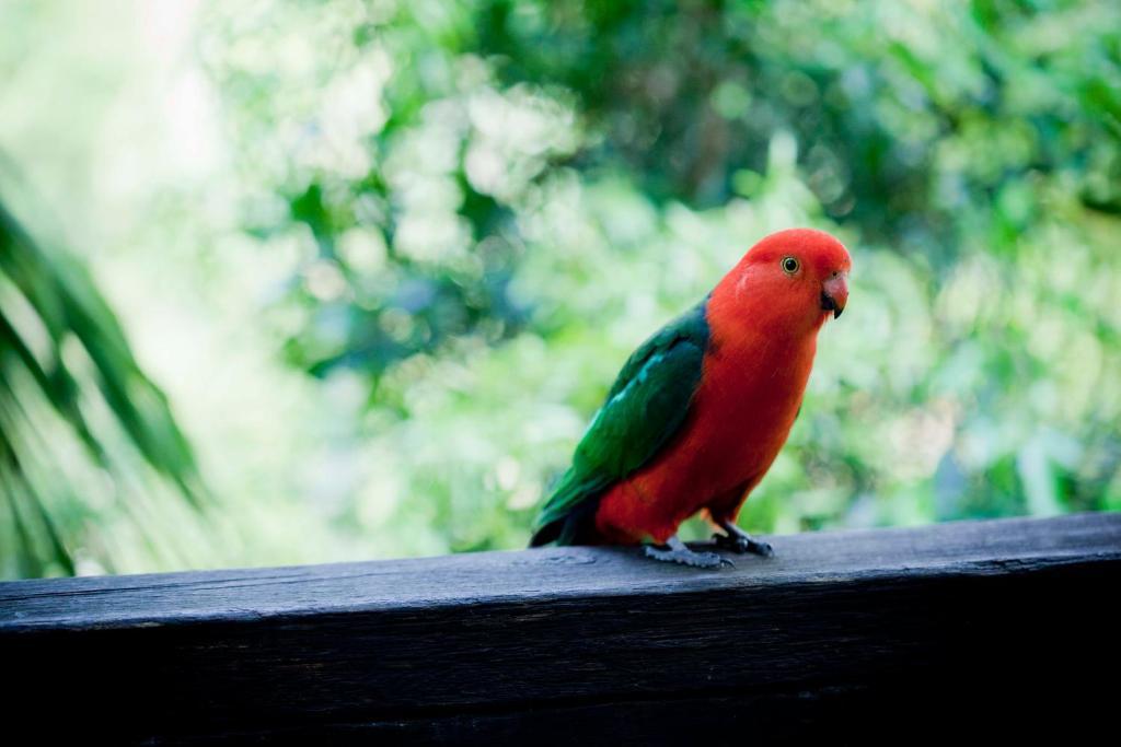 Villa Mt Glorious Getaways Mount Glorious Esterno foto