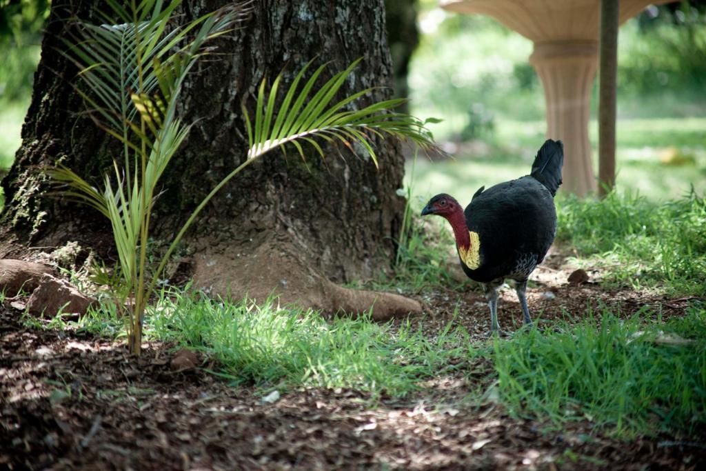 Villa Mt Glorious Getaways Mount Glorious Esterno foto