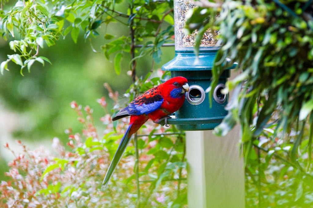 Villa Mt Glorious Getaways Mount Glorious Esterno foto