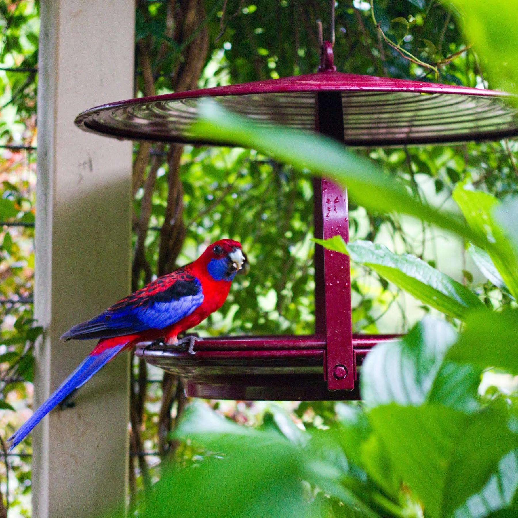 Villa Mt Glorious Getaways Mount Glorious Esterno foto